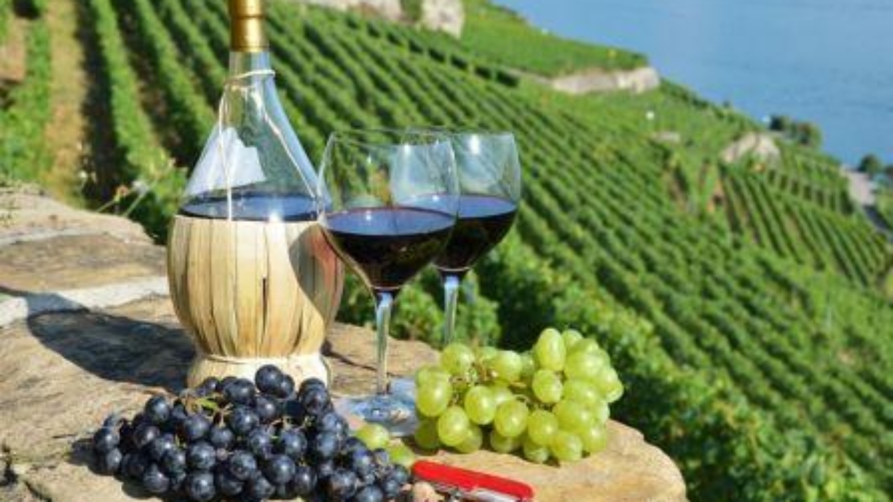 18523855 - wine on the terrace vineyard in lavaux region, switzerland